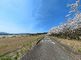 桜並木が美しい散策路