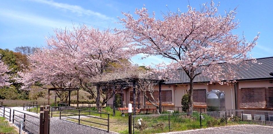 春の桜が咲く中庭