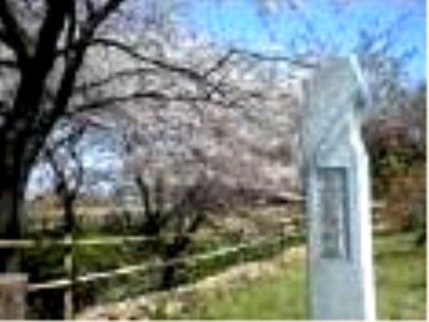 公園には桜の木が植えてある。天気の良い日にはのんびりと散歩をしながら、豊かな自然を楽しむことができる。