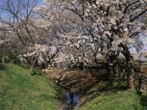 桜並木には美しい桜の花が咲き誇っている。毎年春になったら、散歩をしながらお花見を楽しむことができる。