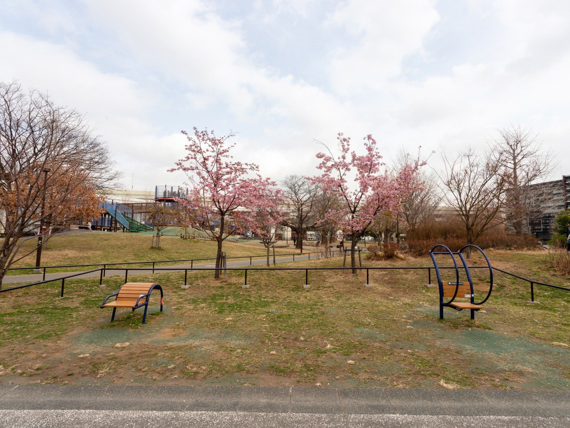 桜の咲く庭園