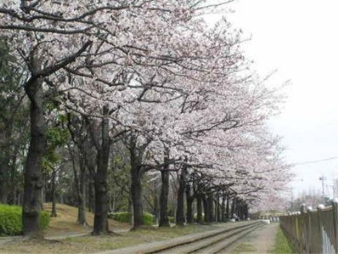 みんなの家・草加青柳（介護付有料老人ホーム）の周辺環境。桜をお楽しみいただける公園もございます。ご家族とお立ち寄りいただけます。
