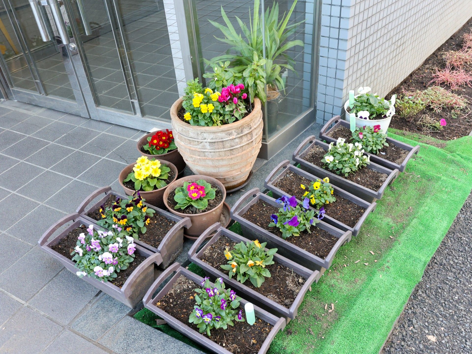 エントランスの植栽