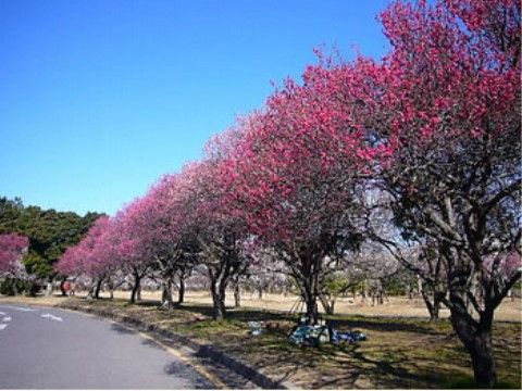 快晴の空の下、鮮やかなピンク色の花をつけた木が道沿いに並んでいる。木の周囲は芝生になっており、花見を楽しむ場所として最適である。
