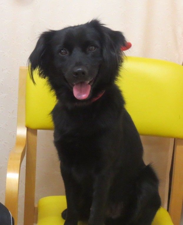 黄色い椅子に座っている黒い犬