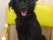 黄色い椅子に座っている黒い犬