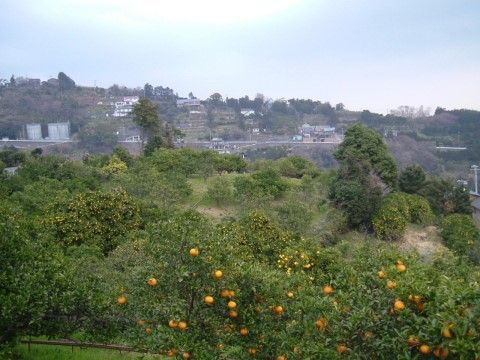 高台にある施設なので、外を眺めると見晴らしのいい景色の中にミカンやビワなどの実がなっているのが見える。