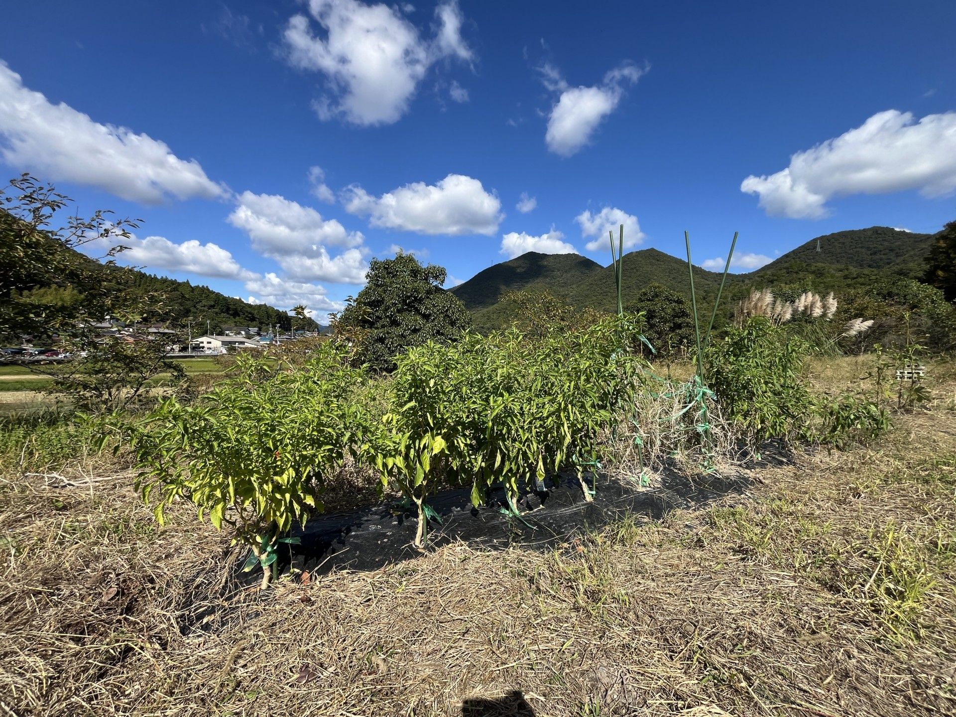 自然豊かな農園風景