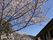 桜と建物の風景