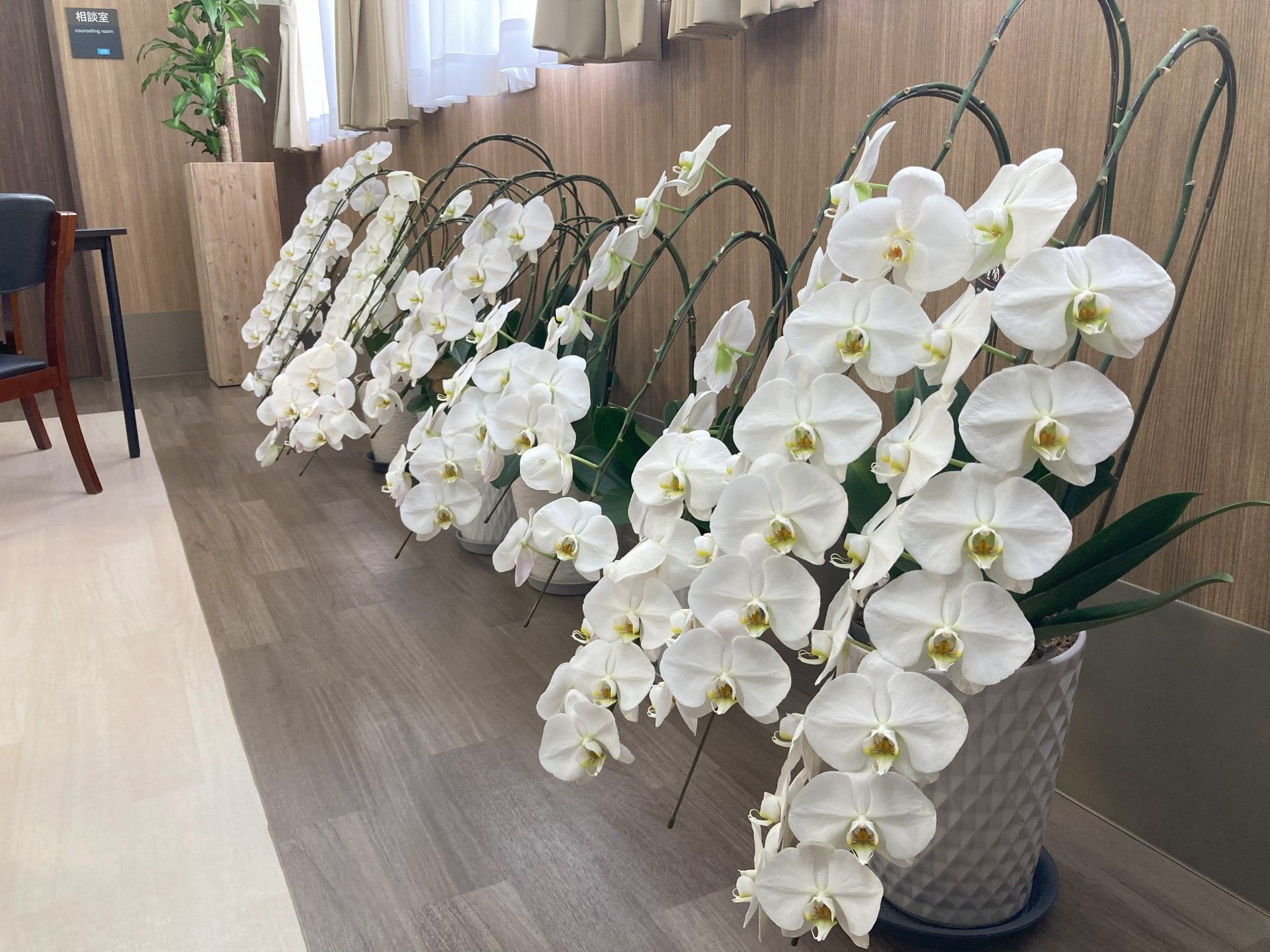 白い花が並ぶ廊下