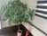 観葉植物と消火器のある一角
