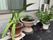 色とりどりの鉢植え
