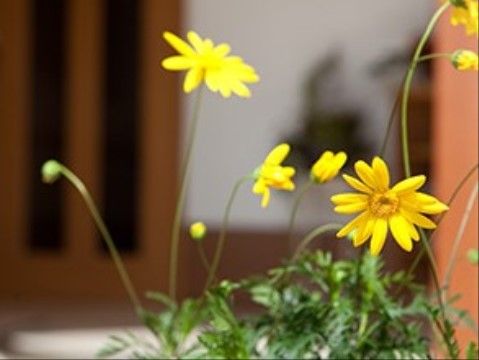 タンポポが飾ってある様子