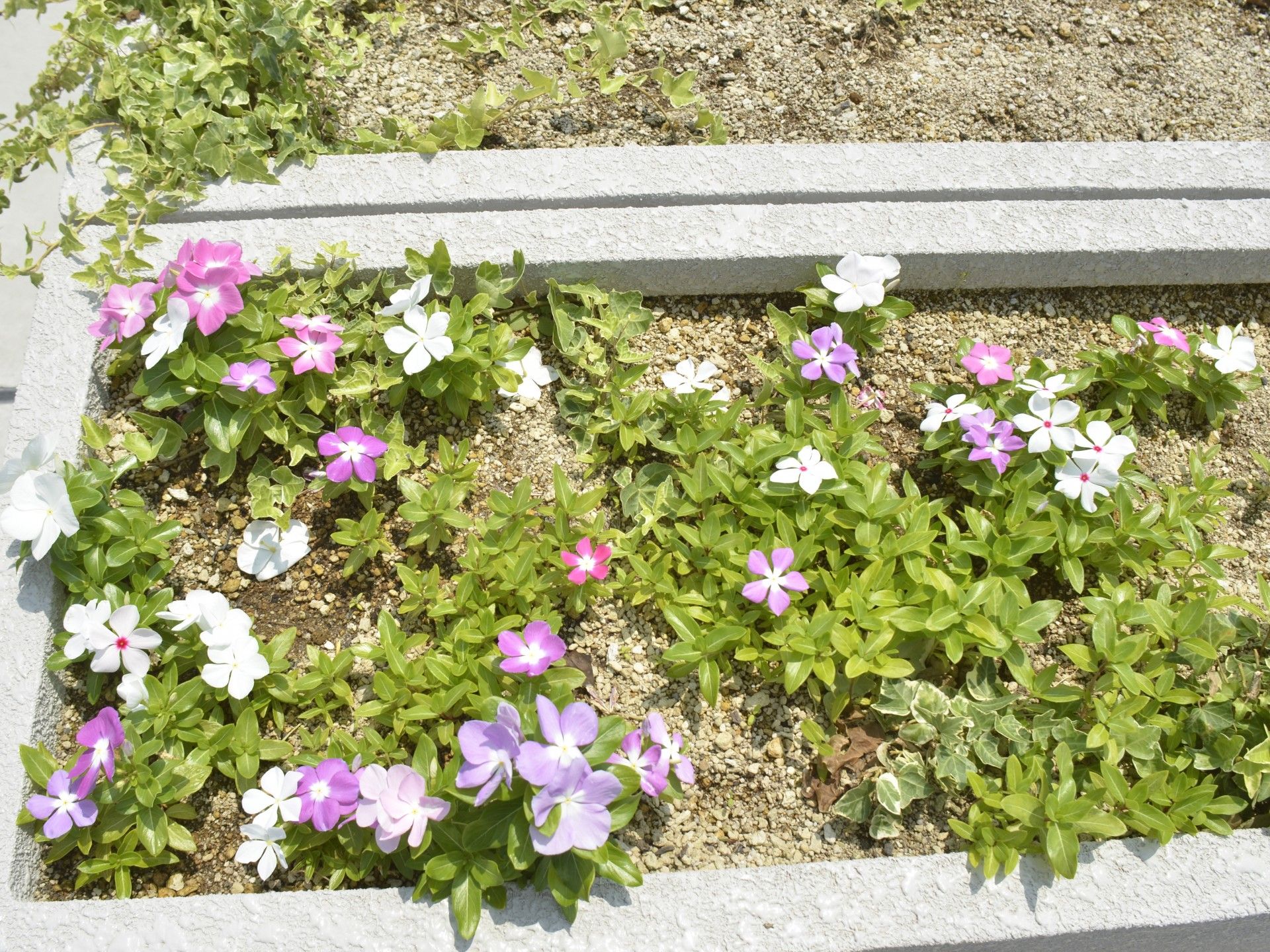 色とりどりの花壇