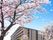 桜に囲まれた建物