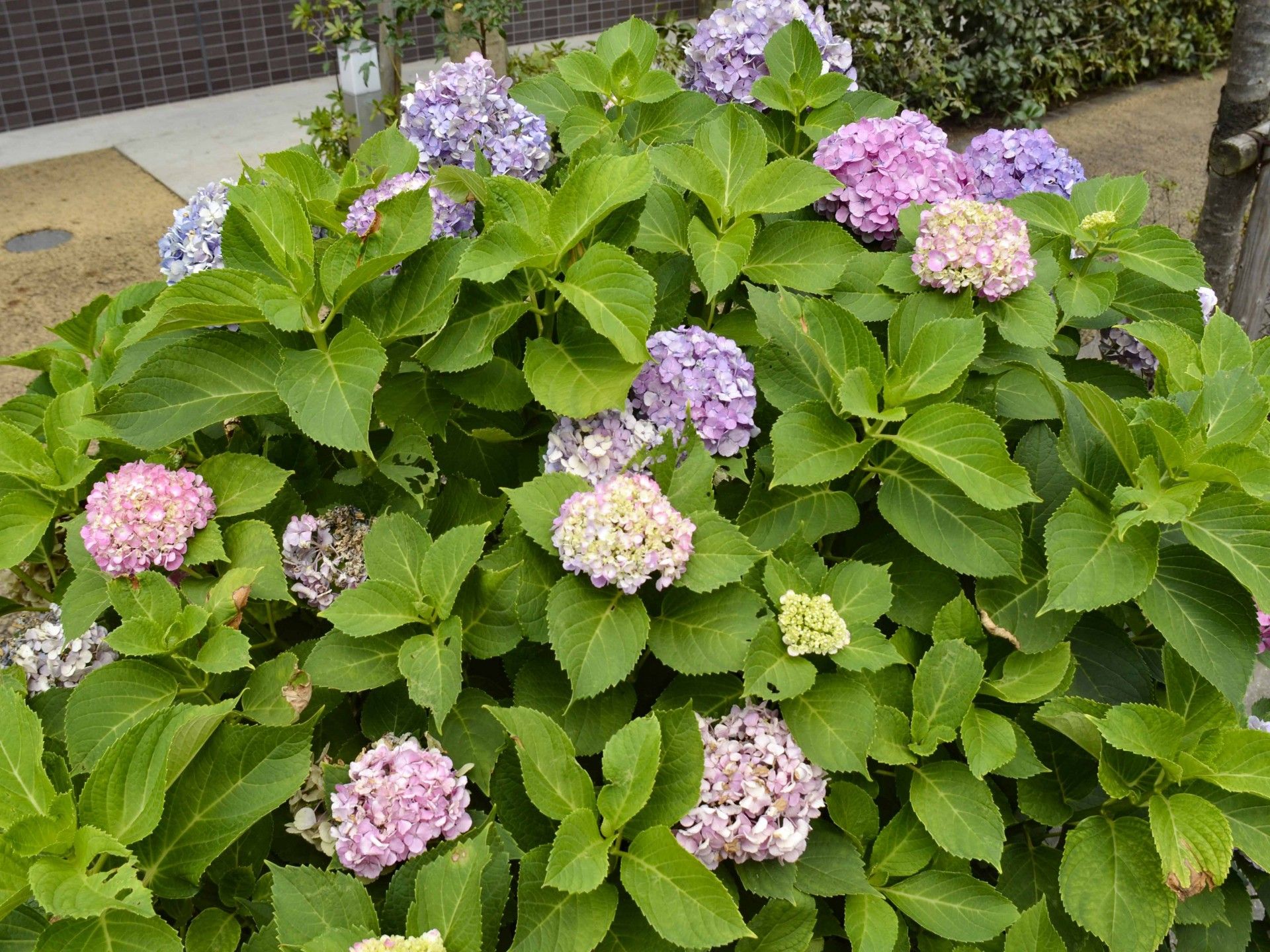 色とりどりの紫陽花の庭