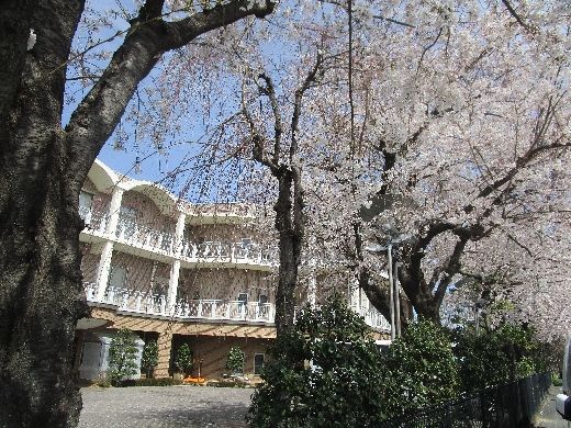 桜に囲まれた建物外観