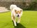 芝生を歩く犬