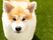 芝生にいる犬