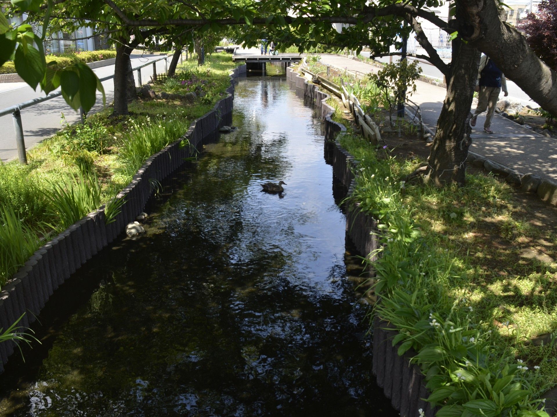 小川沿いの散歩道