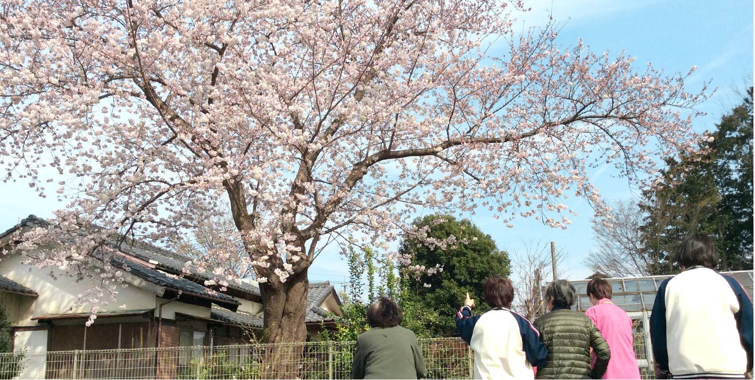 桜の下で過ごす人々