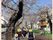 桜並木の散歩道