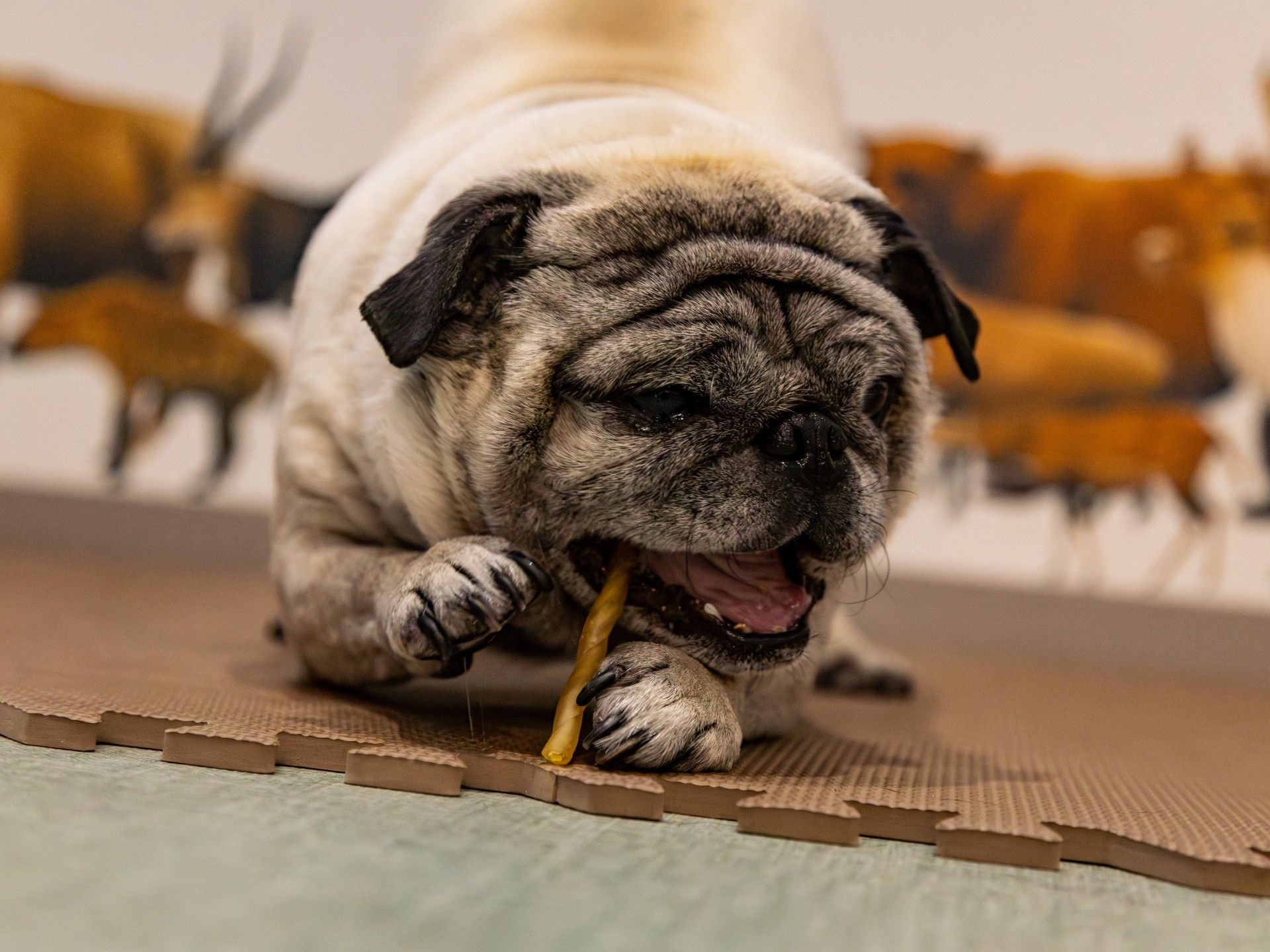 犬がくつろぐスペース
