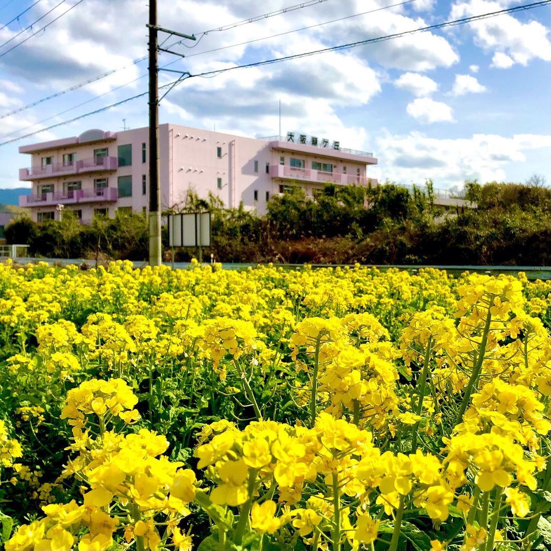 菜の花畑と建物