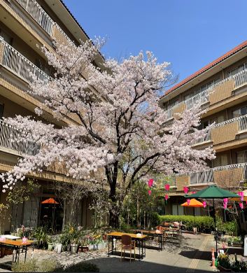満開の桜が咲く中庭