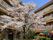 満開の桜が咲く中庭