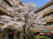 満開の桜が咲く中庭