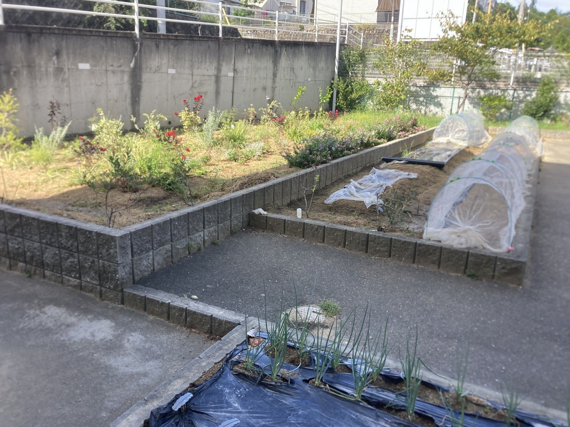 手入れされた庭の風景