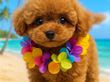 【癌/難病/パーキンソン対応】メディケア縁 ALOHA