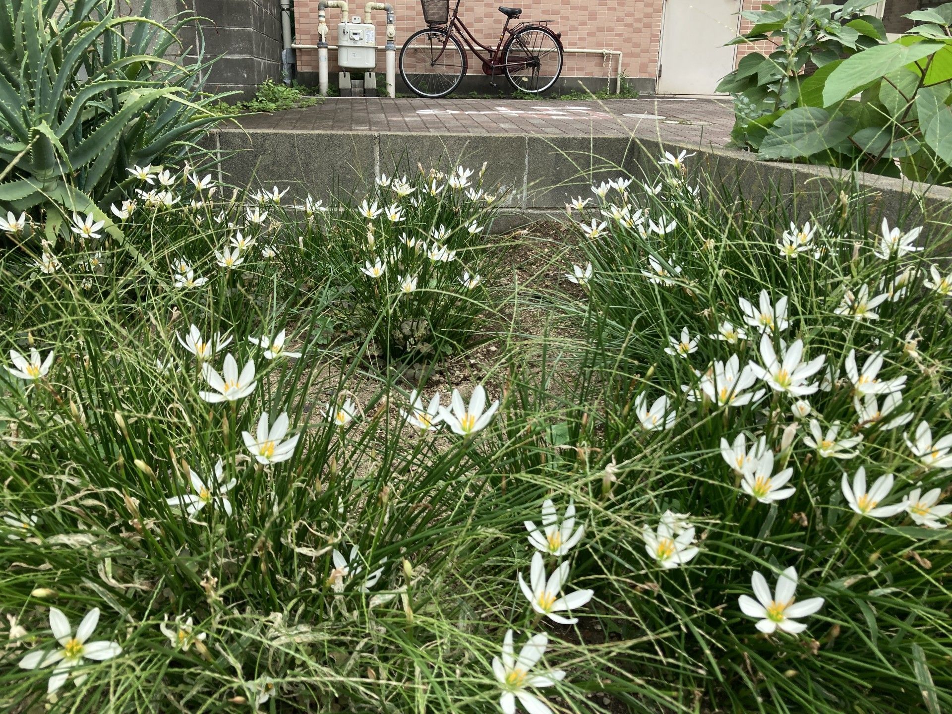 白い花が咲く庭