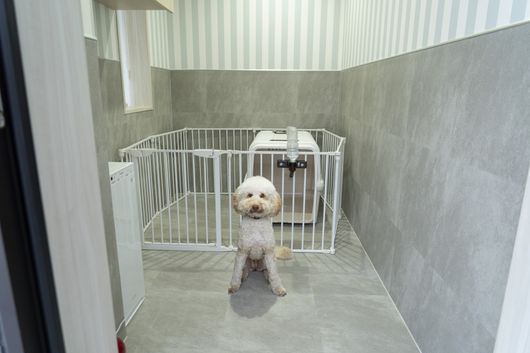 セラピー犬