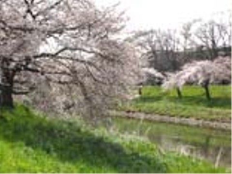施設の近隣を流れる川の河川敷には桜の木が植えられており、春には満開の桜を見ながら散策していただける。