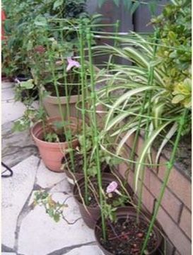 植木鉢とプランターに植えられた植物が並べられている。レンガが組まれた花壇が植木鉢の後ろに見えている。