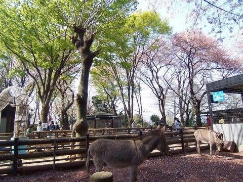 周辺のエリアには、ロバや馬などがいる緑豊かな公園がある。自然と可愛い動物に癒されるスポットで、なごみながらお過ごしいただける。