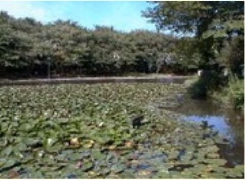 多くの緑が植えられた、街のオアシスのような公園である。日ごろから散歩やスポーツをする人でにぎわう。夏になると池の蓮が見ごろを迎える。