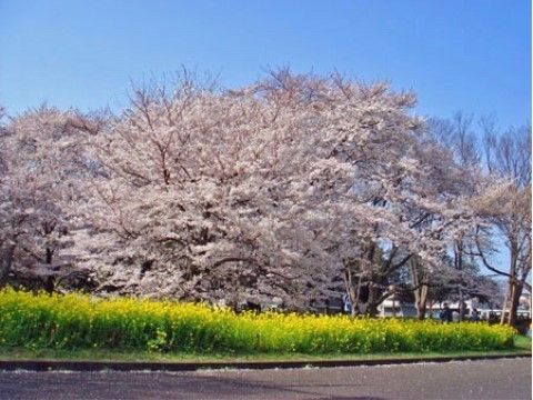 大きな桜の木と、黄色い菜の花が見事な花を咲かせている。近隣にある公園では季節ごとに自然を楽しむことができる。