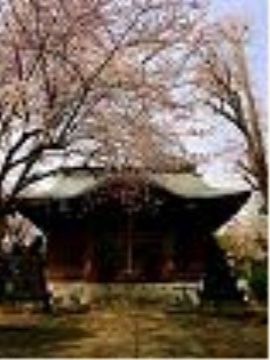 施設の近くには、地元の方から愛されている神社があり、春になると桜が咲く。願掛けやお散歩に出かける方が多い。
