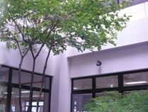 緑豊かな中庭