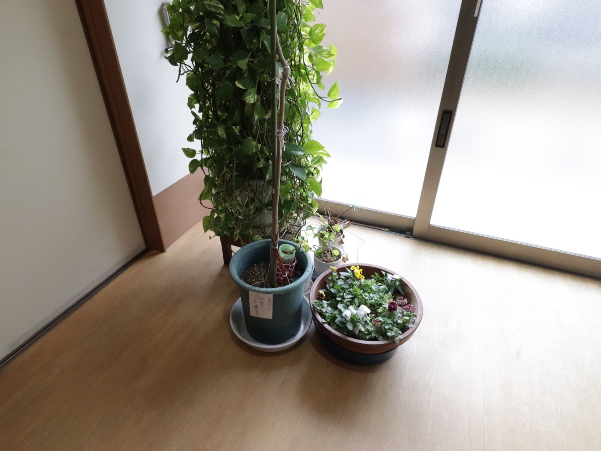 窓際に大小合わせ、５つの植木鉢が置いてある。台の上に置かれた鉢には葉がたくさんついている。色とりどりの花を咲かせた鉢もある。
