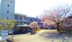 桜が咲く建物の外観