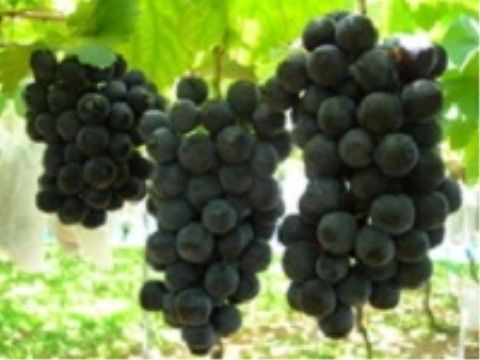 近隣にはぶどう園があり、もぎたての新鮮なぶどうが食べられる。産直品を、親戚や友人に送ることもできる。