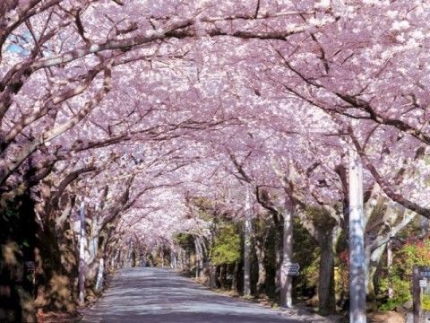 桜のトンネルをくぐり抜けることができる桜並木である。満開の桜が咲き誇っており、春のあたたかさが感じられる。