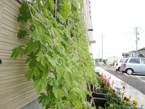 「四季彩 豊川」のグリーンカーテン。四季を感じられる緑がある。