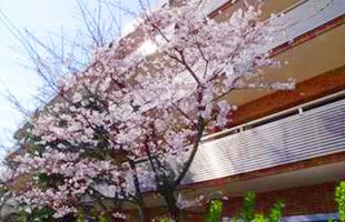 桜と建物の春景色