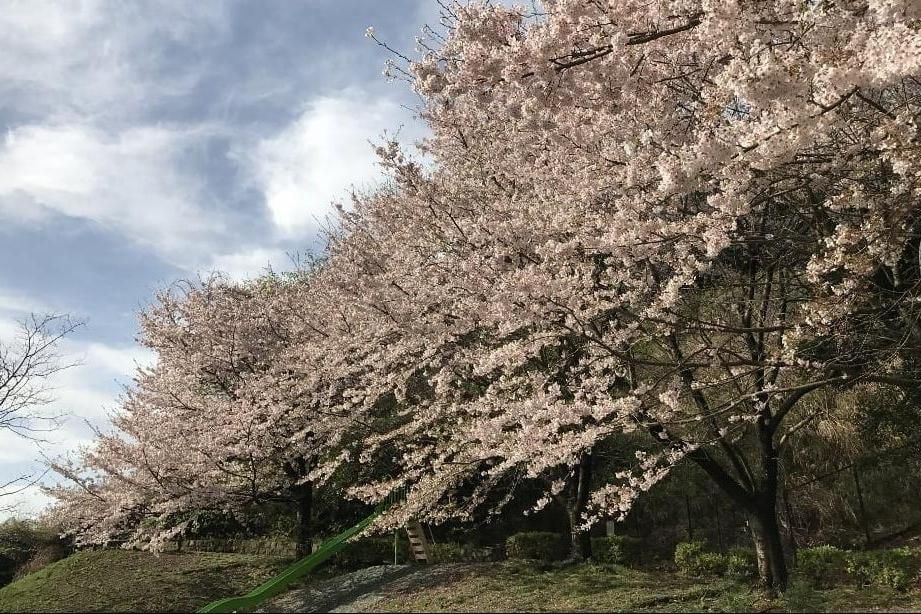 桜並木の景色