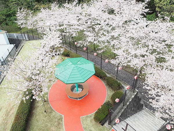 桜並木の休憩スポット